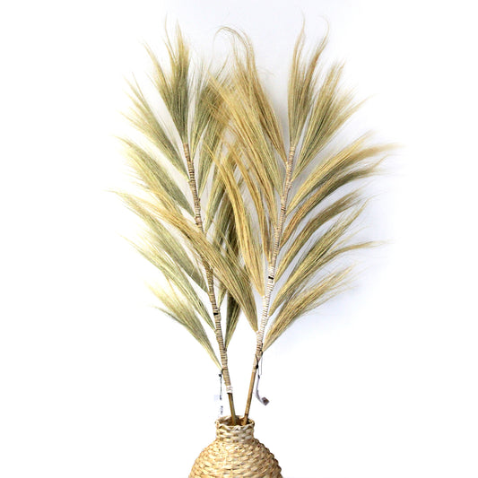 3x Rayung Grass Blond - 1.6m