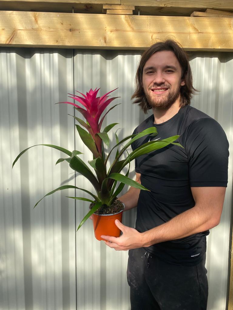 Guzmania amaretto - Pink