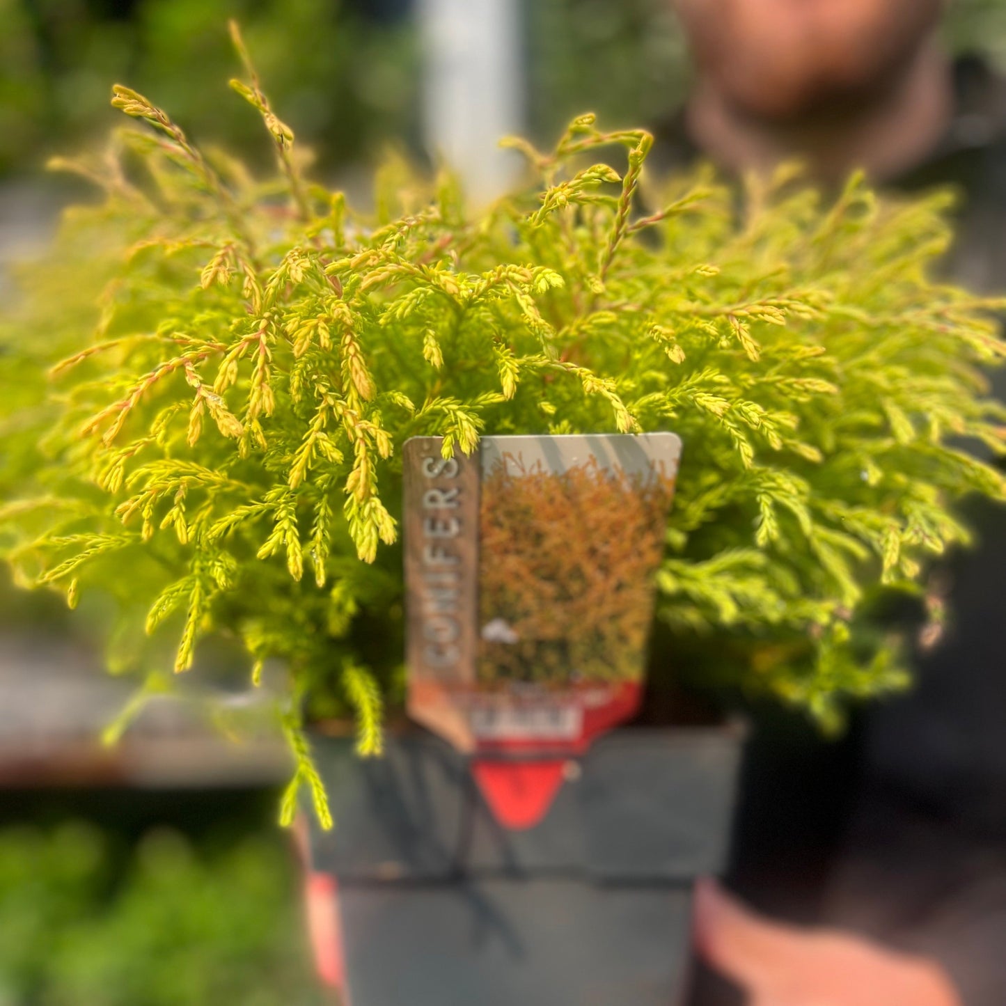 Thuja occidentalis 'Golden Tuffet' 2L