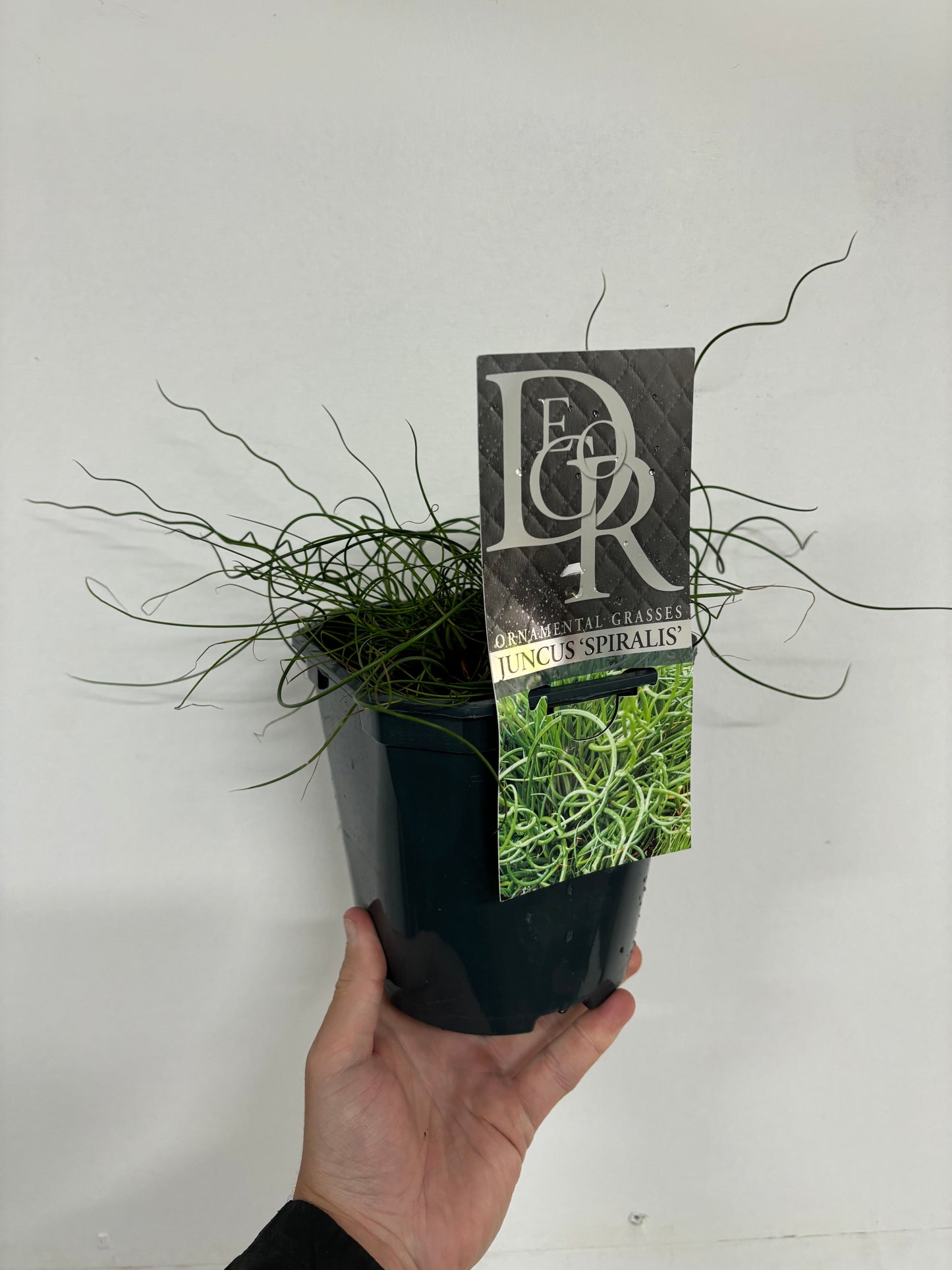 Juncus 'Spiralis' 2L