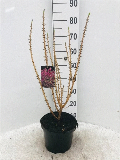 Daphne mezereum Rubra 5L (70-80cm)