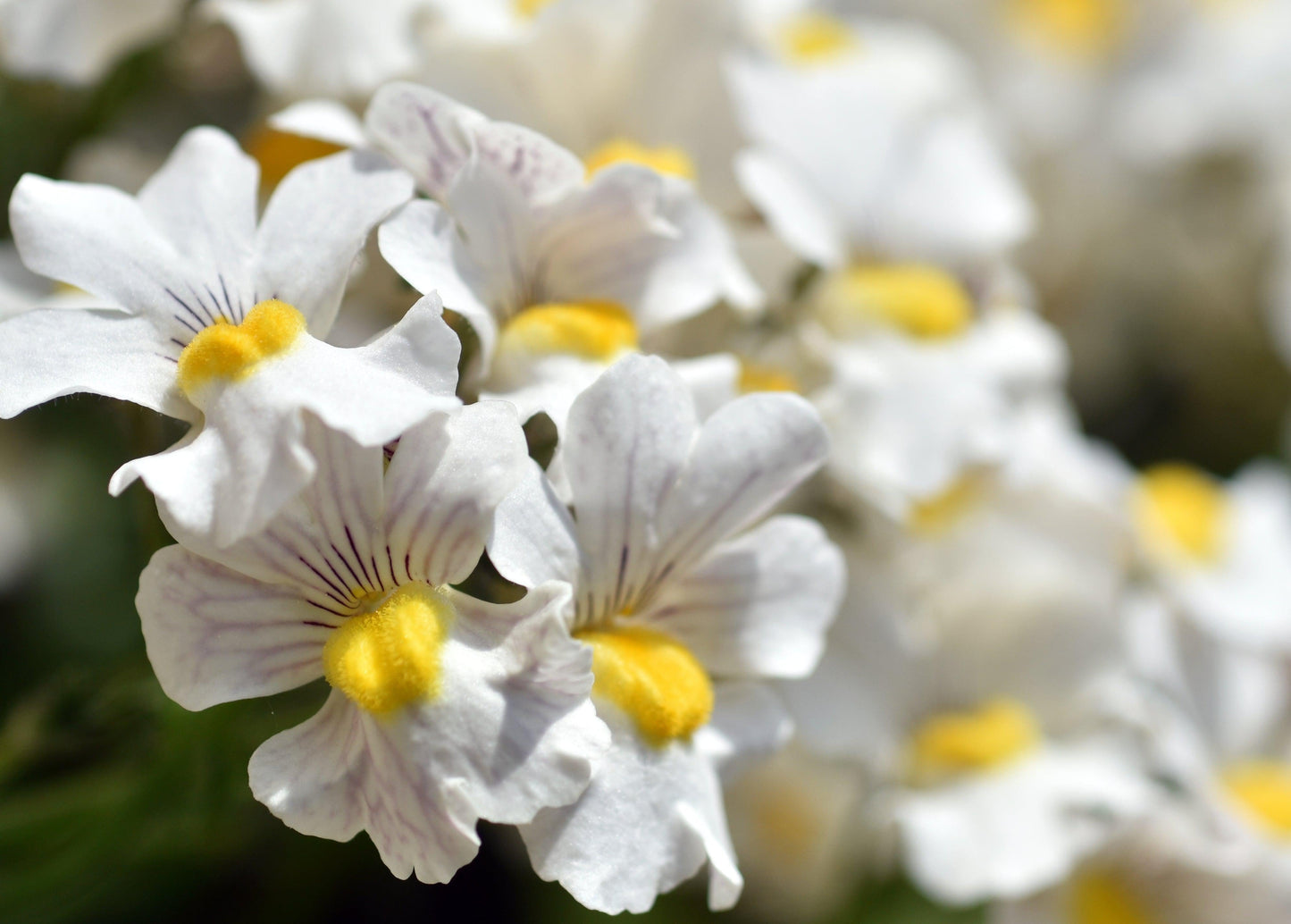 Diascia 'Divara White' 9cm