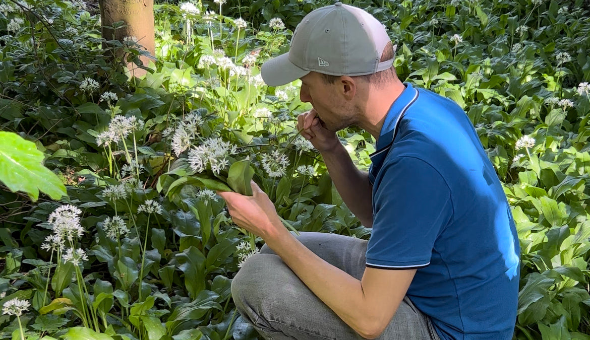 James Hill foraging wild garlic during a hands-on wild food foraging course