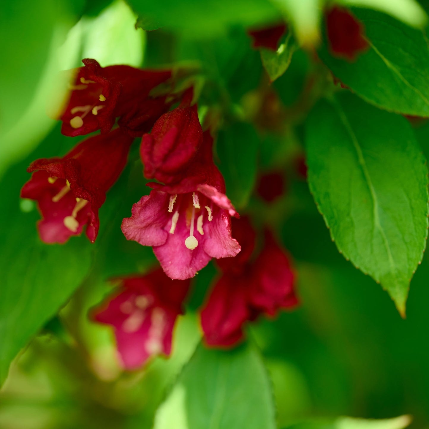 Weigela florida 'Cherry Love' 9cm