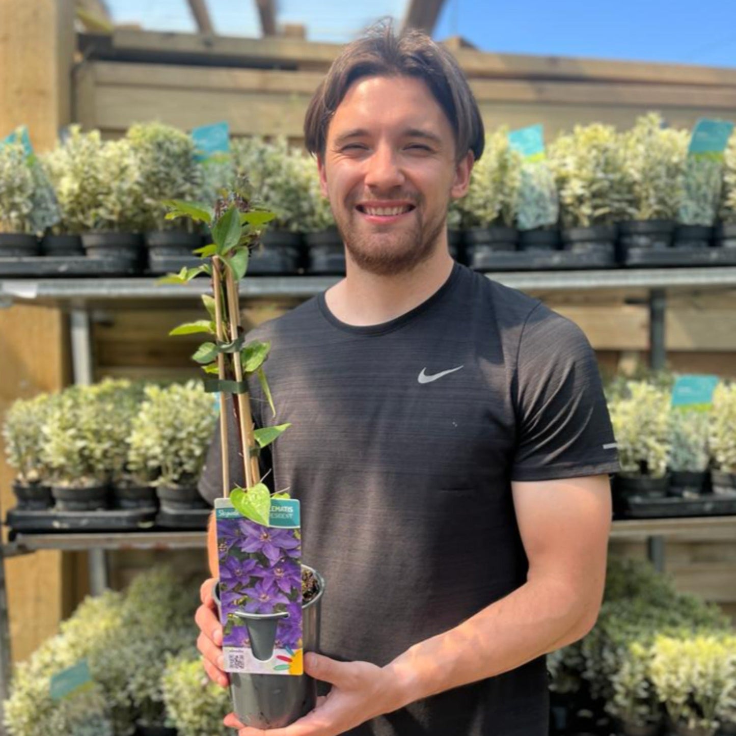 Clematis 'The President' 60cm