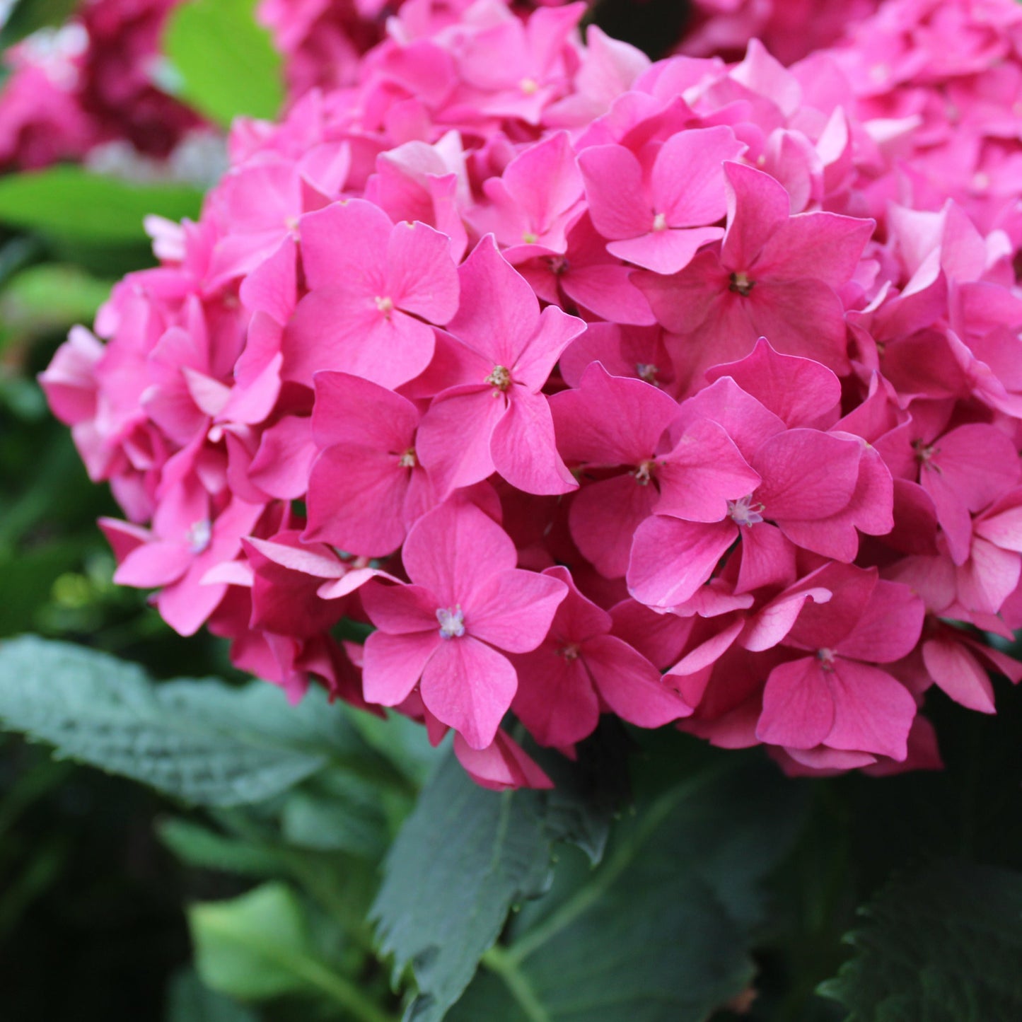 Dwarf Hydrangea | Hydrangea macrophylla 'Little Pink' 2L