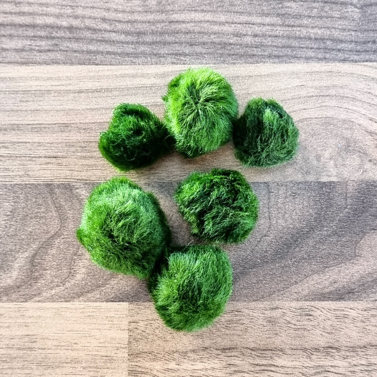 Six Marimo moss balls up close and out of water, showing in detail the small green colony fibres