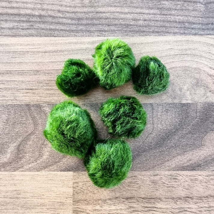 Molten Glass Driftwood Aquarium with Moss Balls (Large)