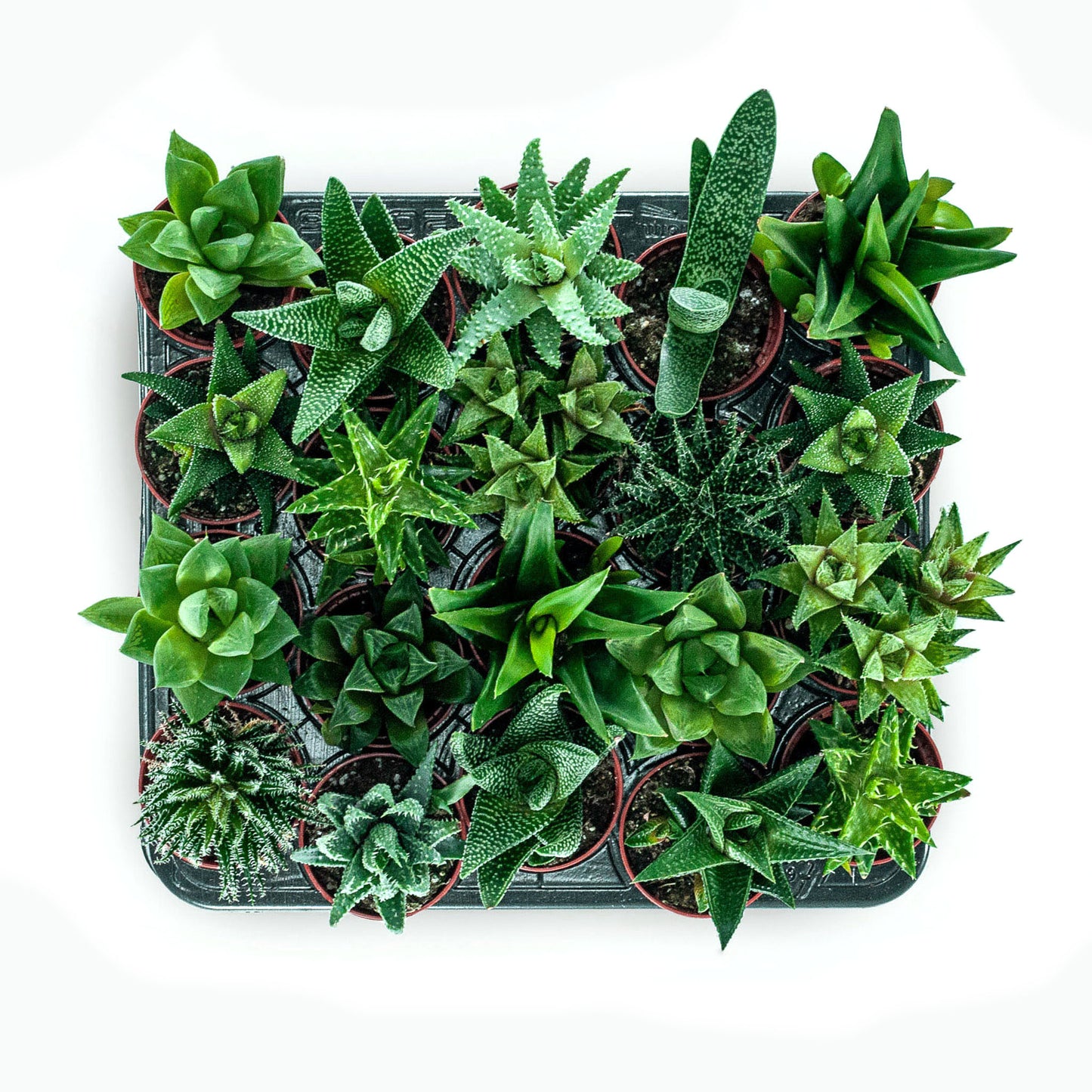 Small potted Aloe