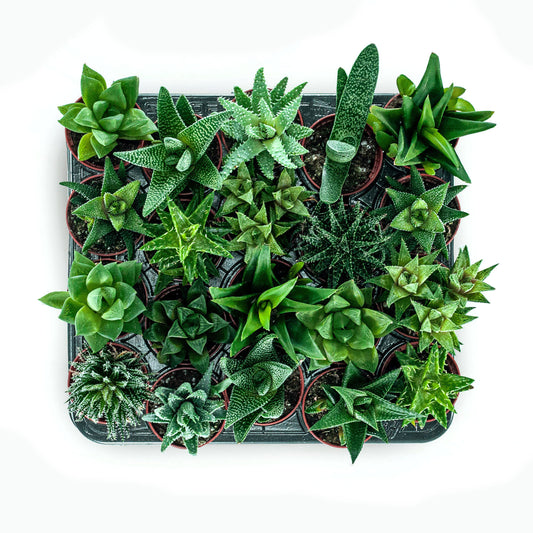 Small potted Aloe