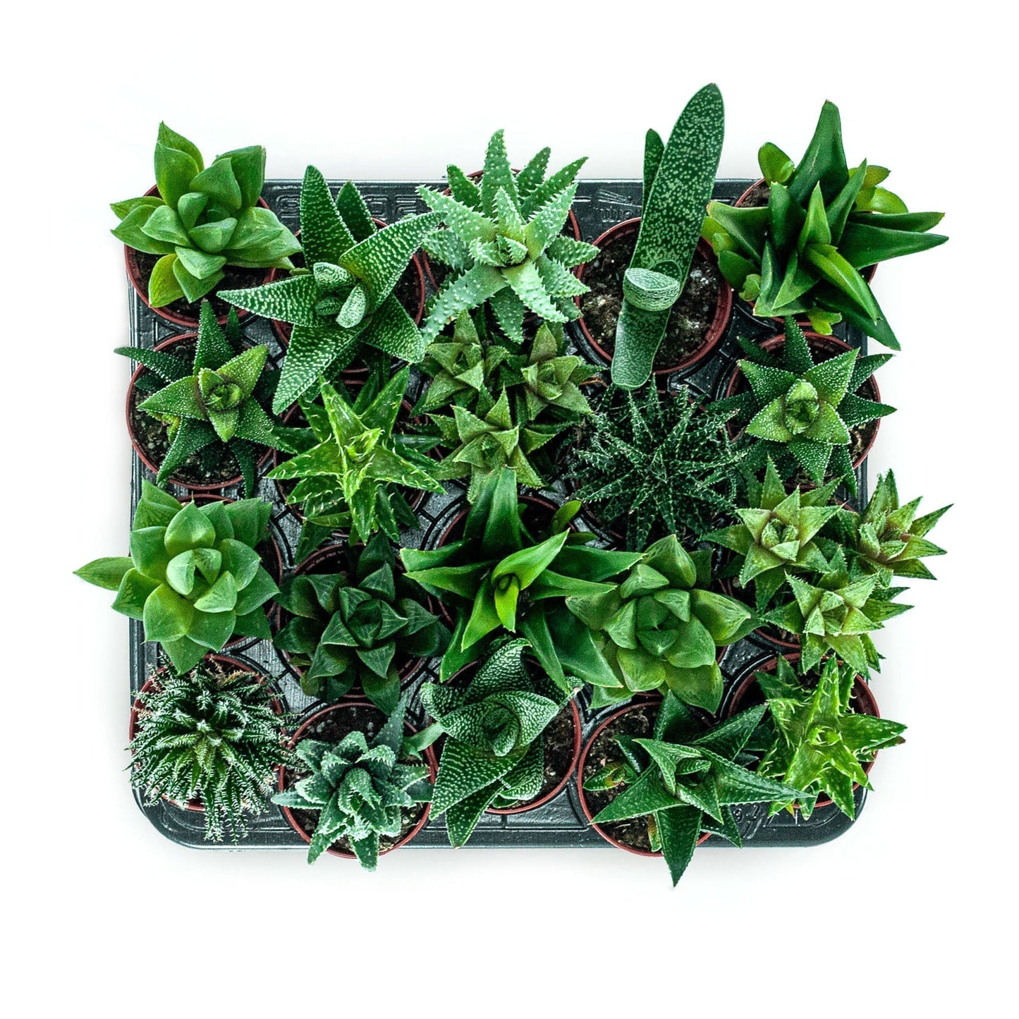 Plant & pot set of 2