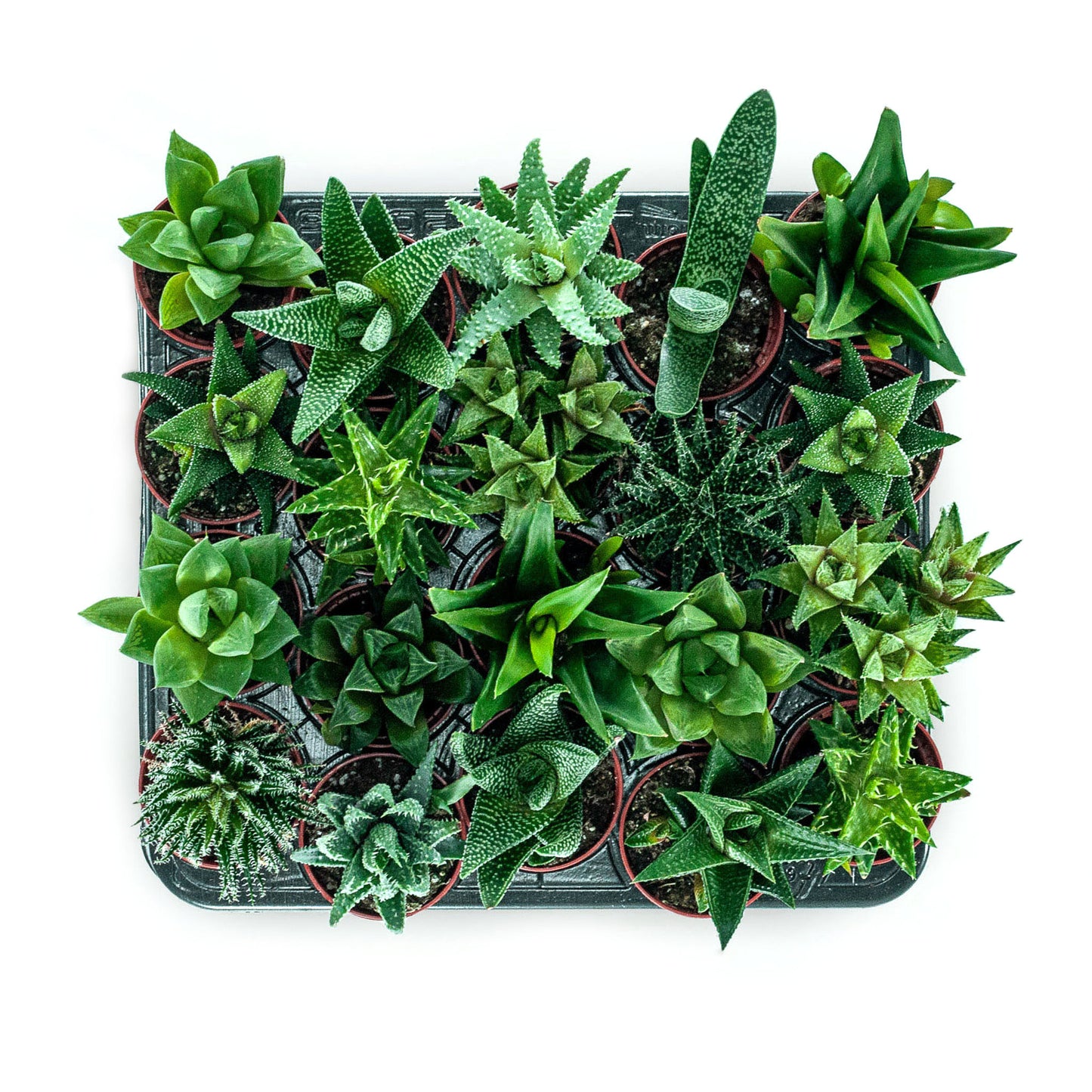Hurricane Terrarium DIY Kit