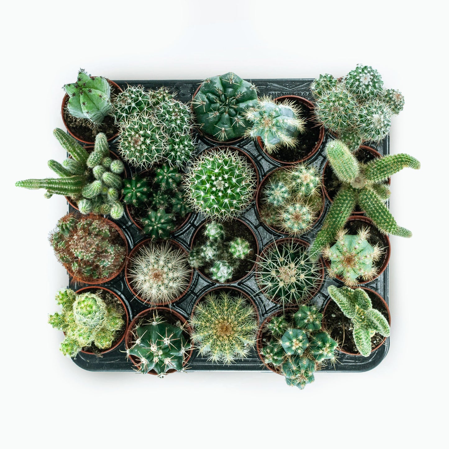 Molten Glass Driftwood Terrarium DIY Kit (Rectangle)