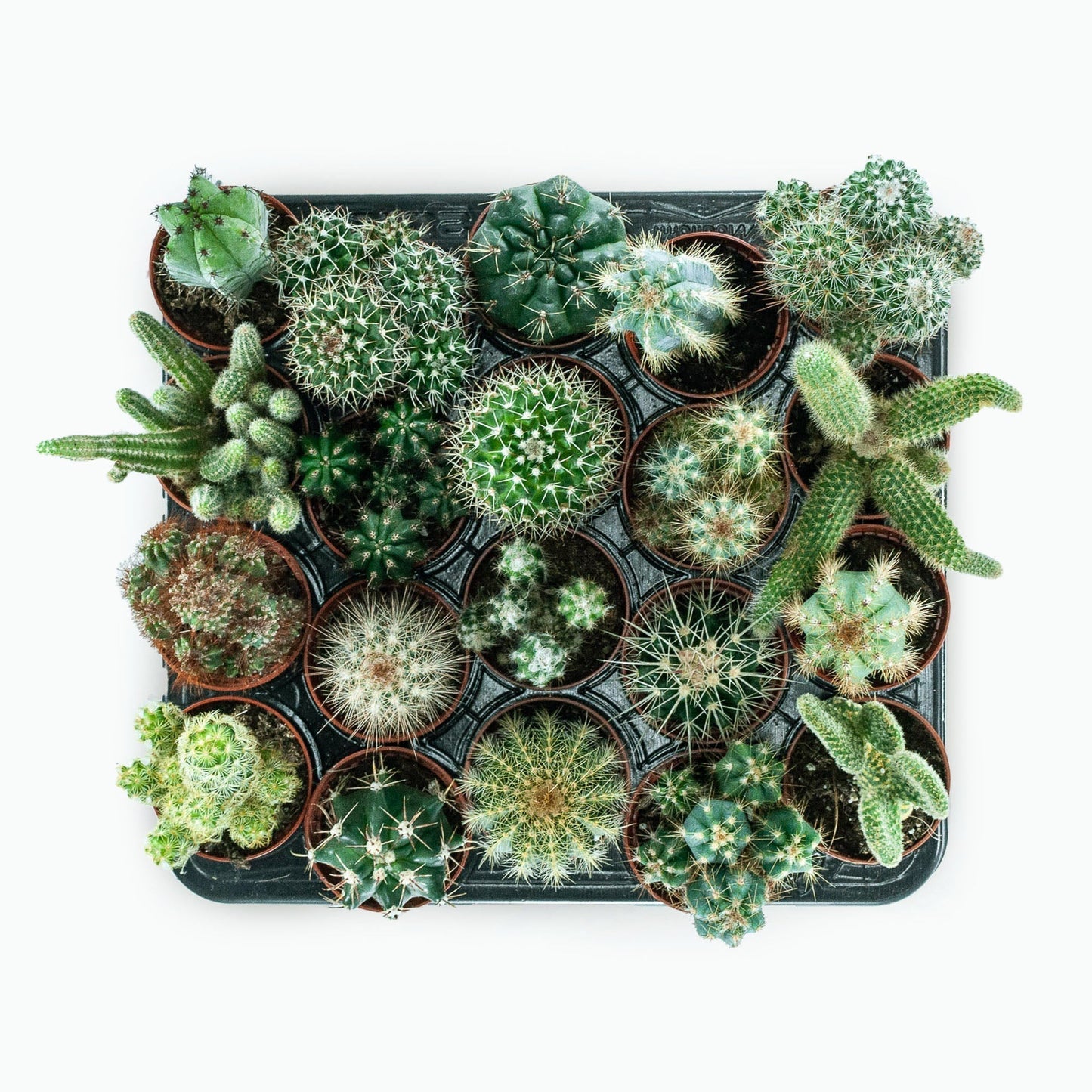 Plant & pot set of 2