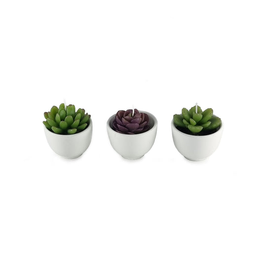 Care package including set of 3 succulent candles