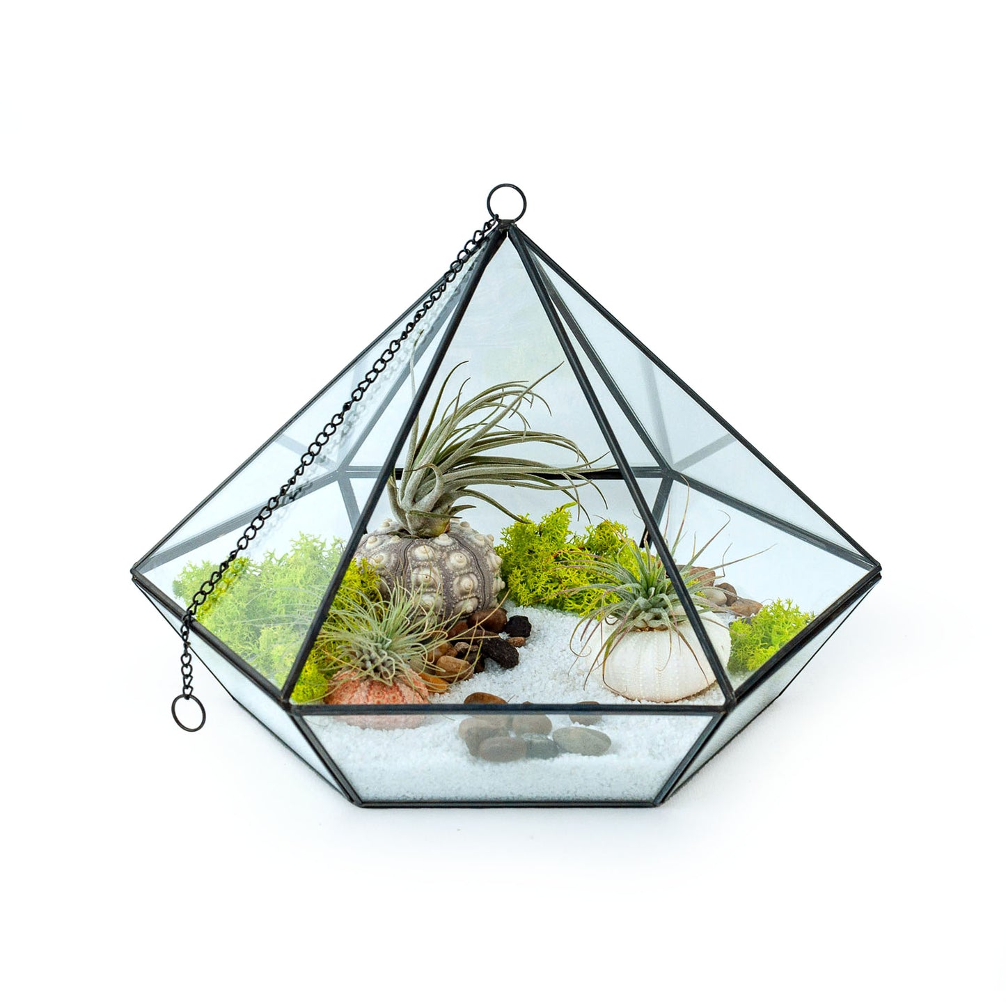 Diamond Glass Air Plant Terrarium Black Frame DIY Kit