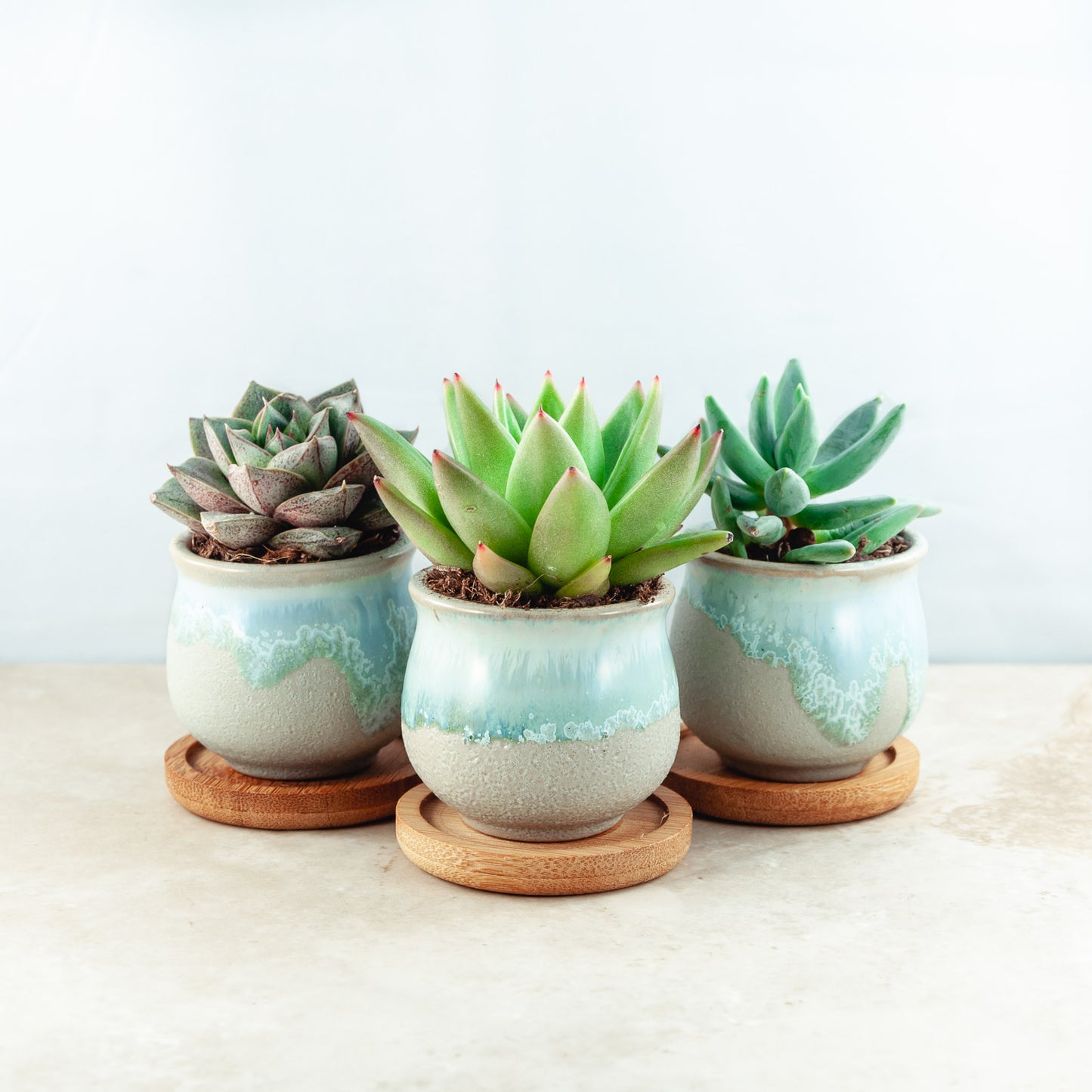Plant & pot set of 3