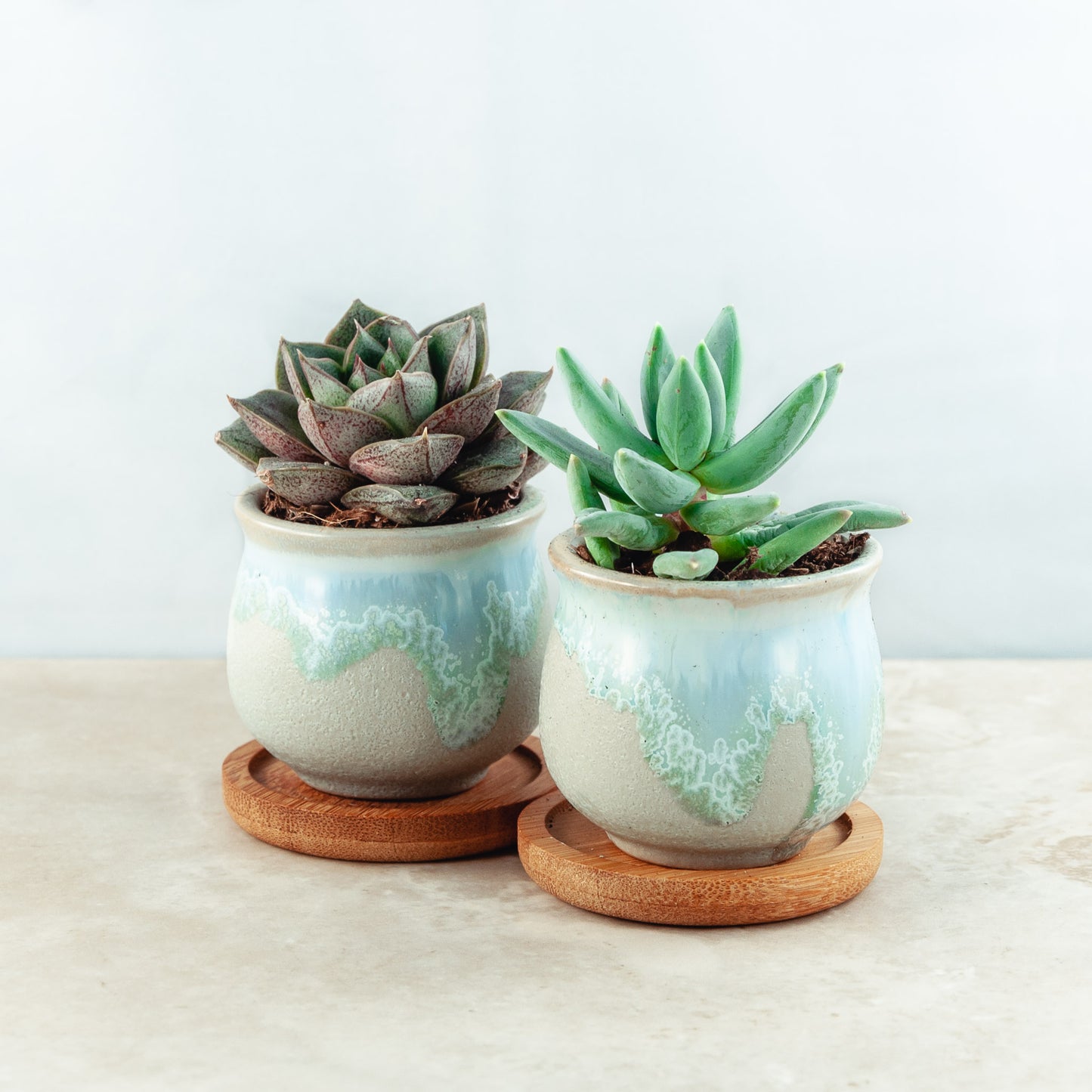 Plant & pot set of 2