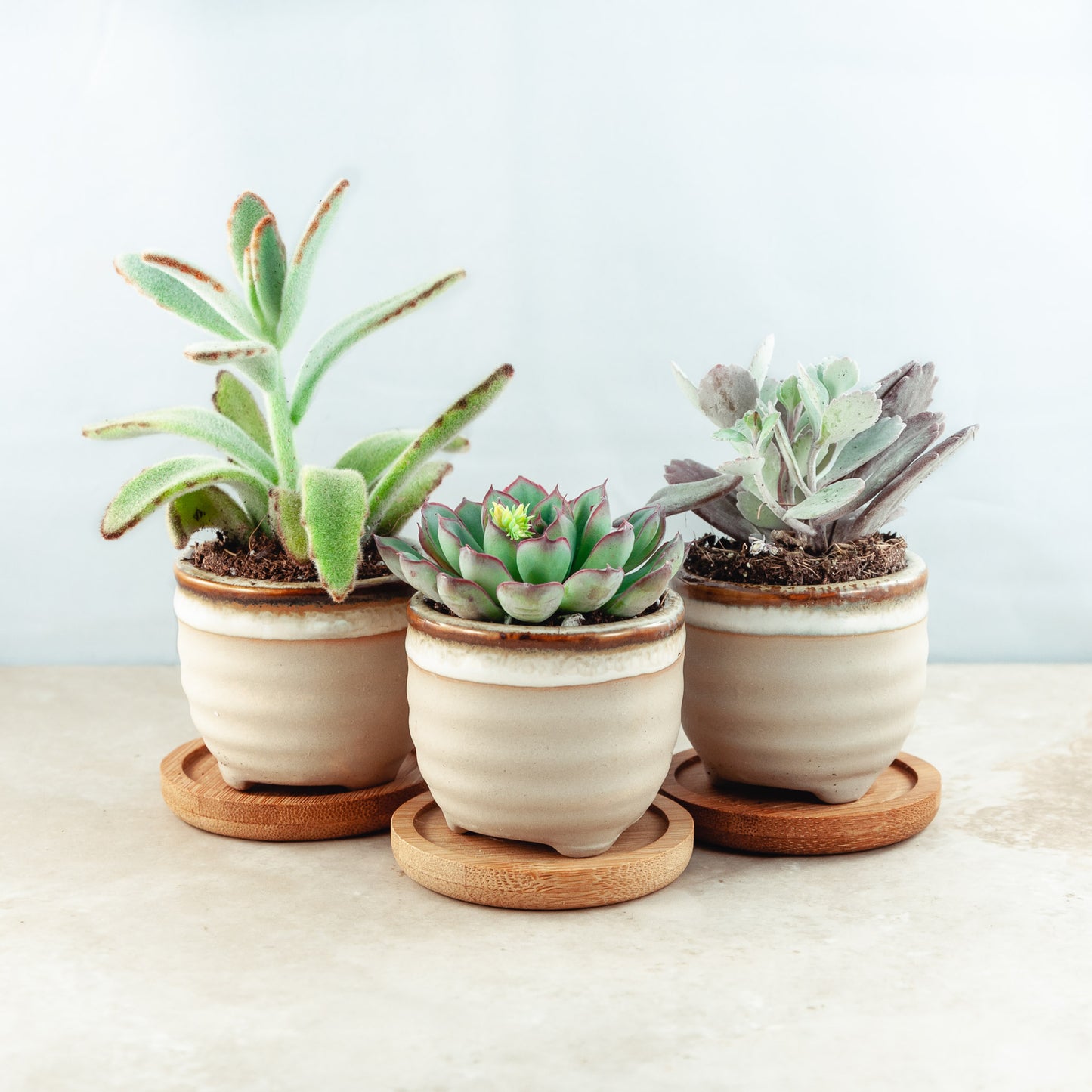 Plant & pot set of 3