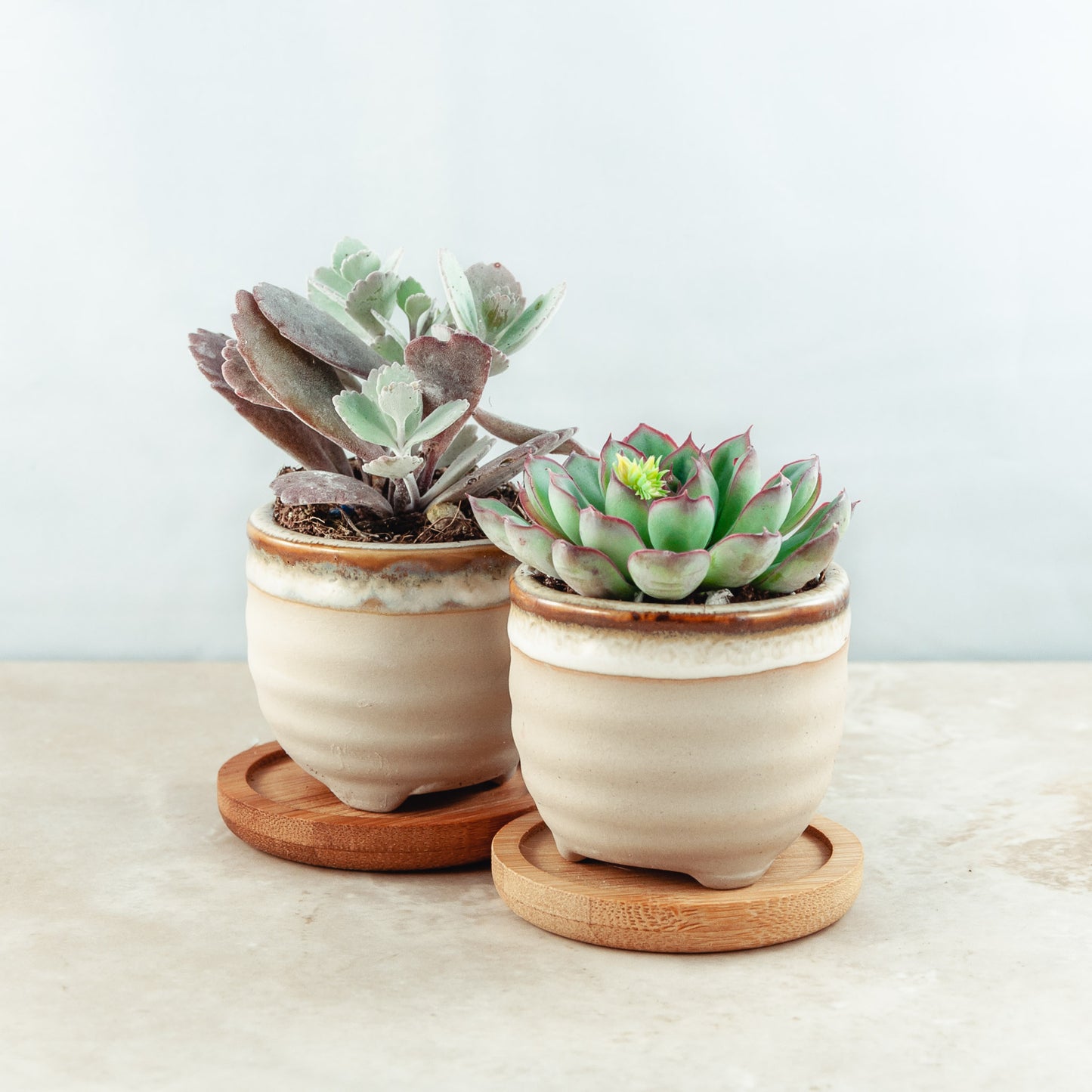 Plant & pot set of 2