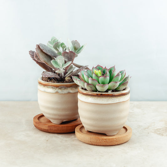 Plant & pot set of 2