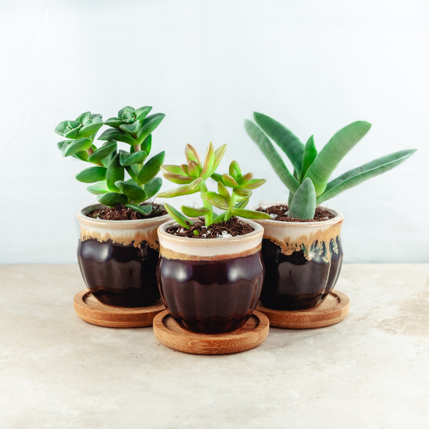 Plant & pot set of 3
