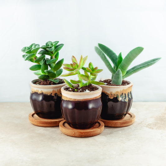 Plant & pot set of 3
