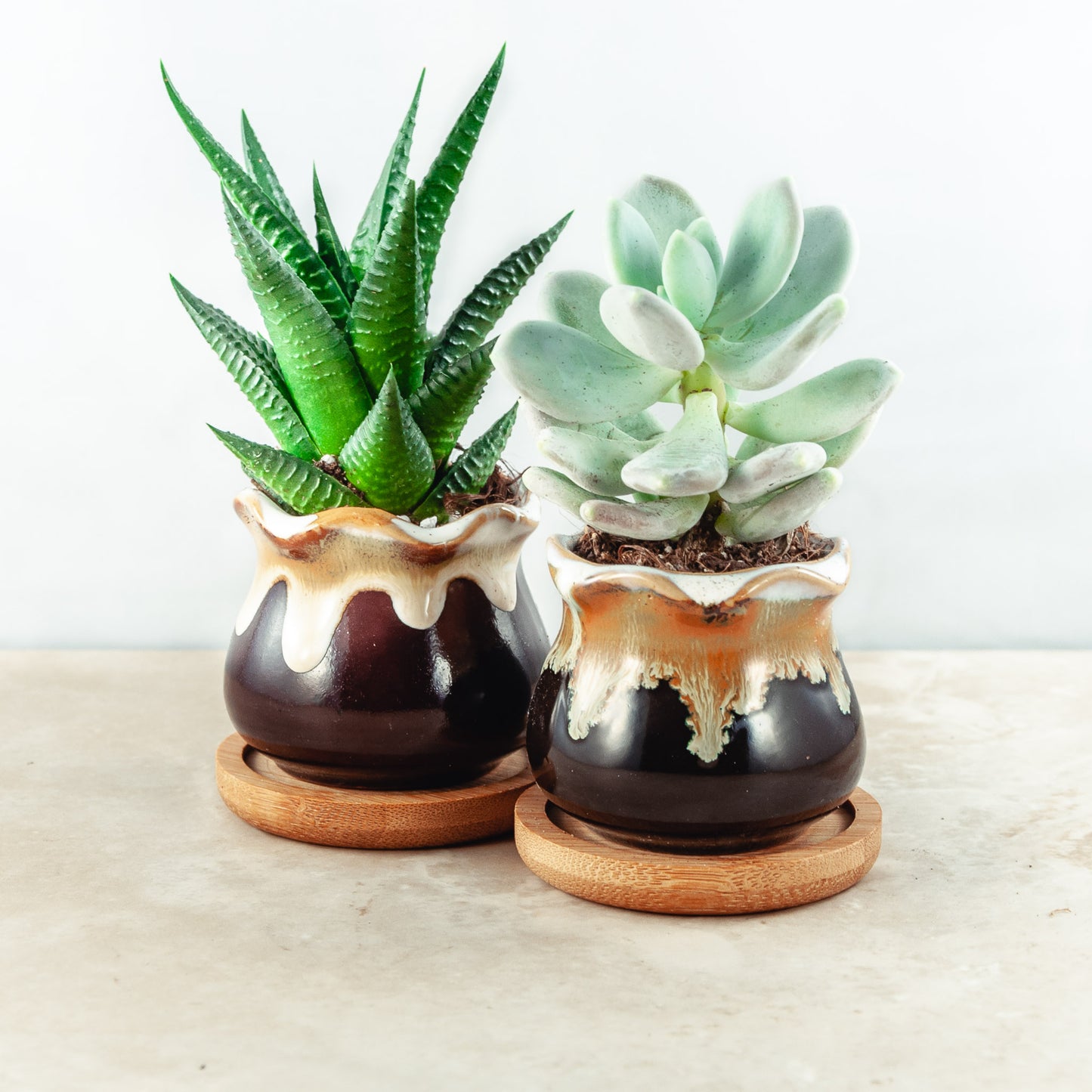 Plant & pot set of 2