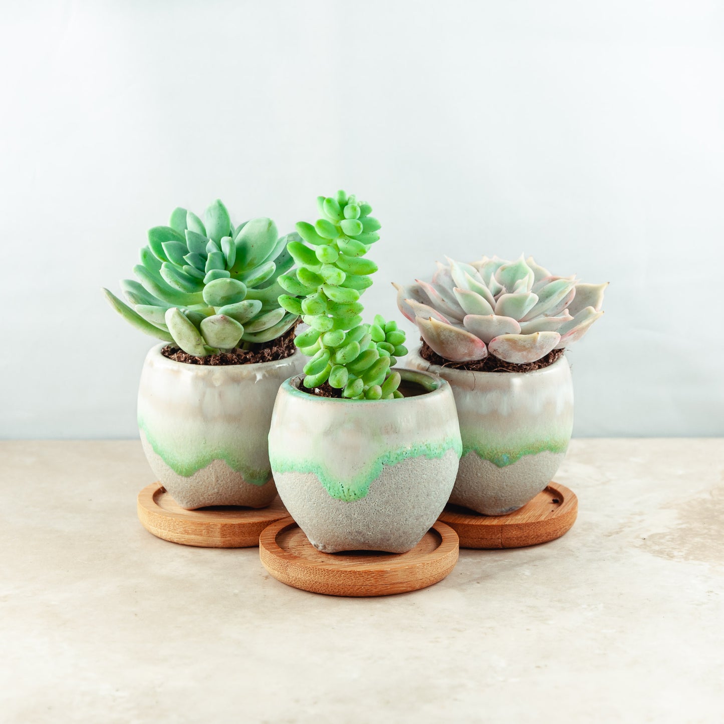 Plant & pot set of 3