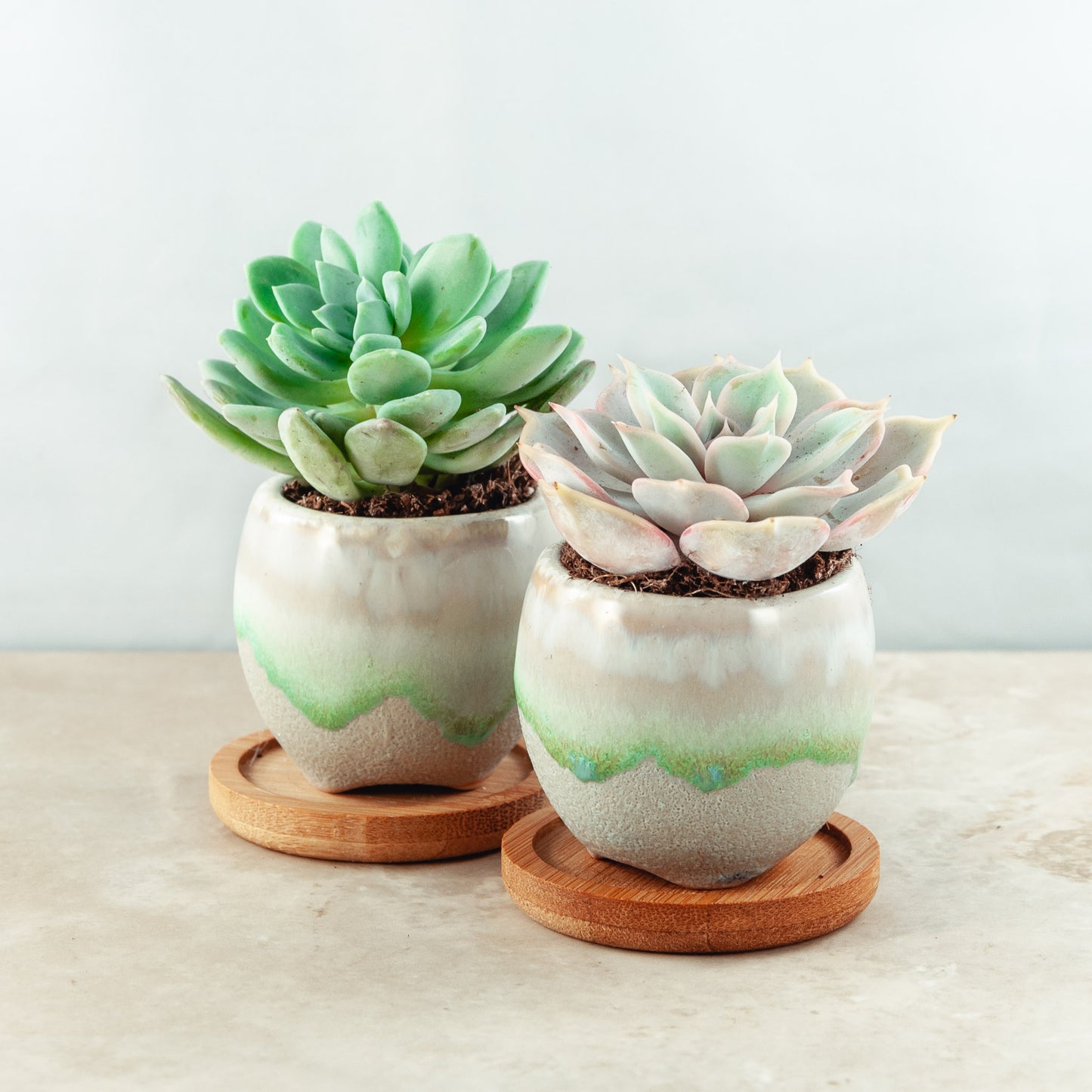 Plant & pot set of 2
