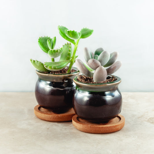 Plant & pot set of 2