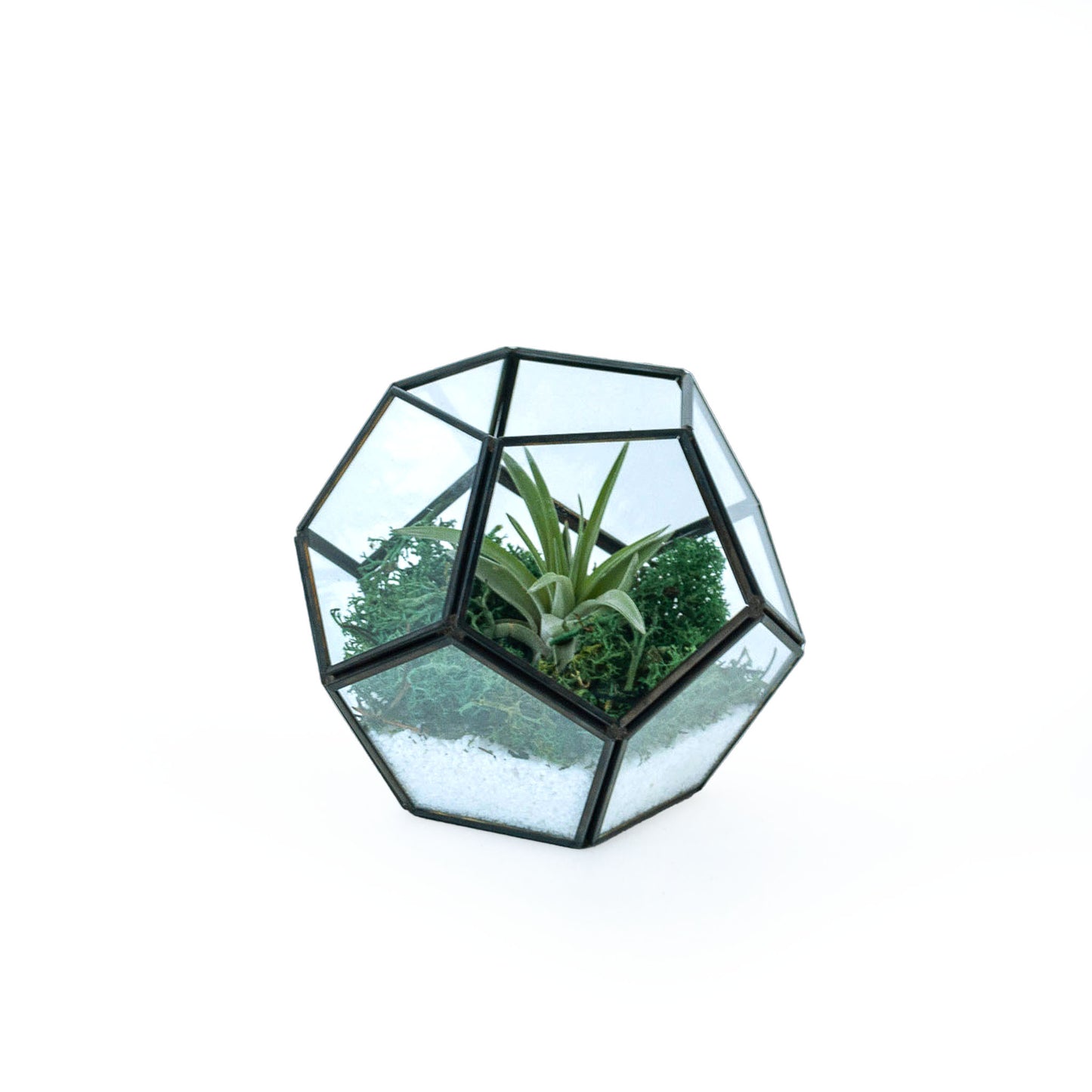 Geometric Glass Air Plant Terrarium Black Frame DIY Kit