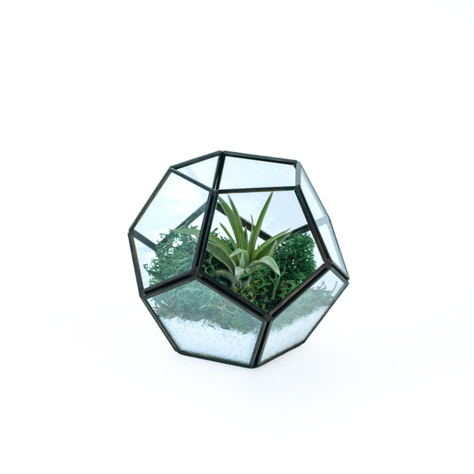 Geometric Glass Air Plant Terrarium Black Frame DIY Kit