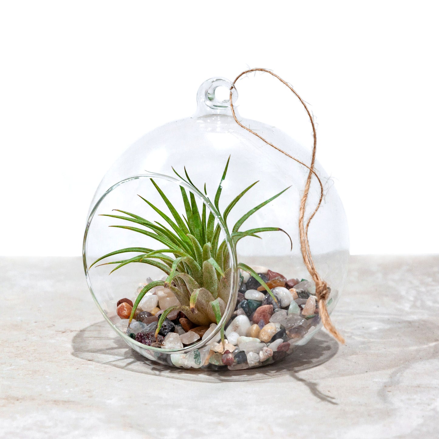 Glass Bauble Air plant Terrarium