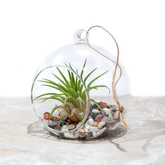 Glass Bauble Air plant Terrarium