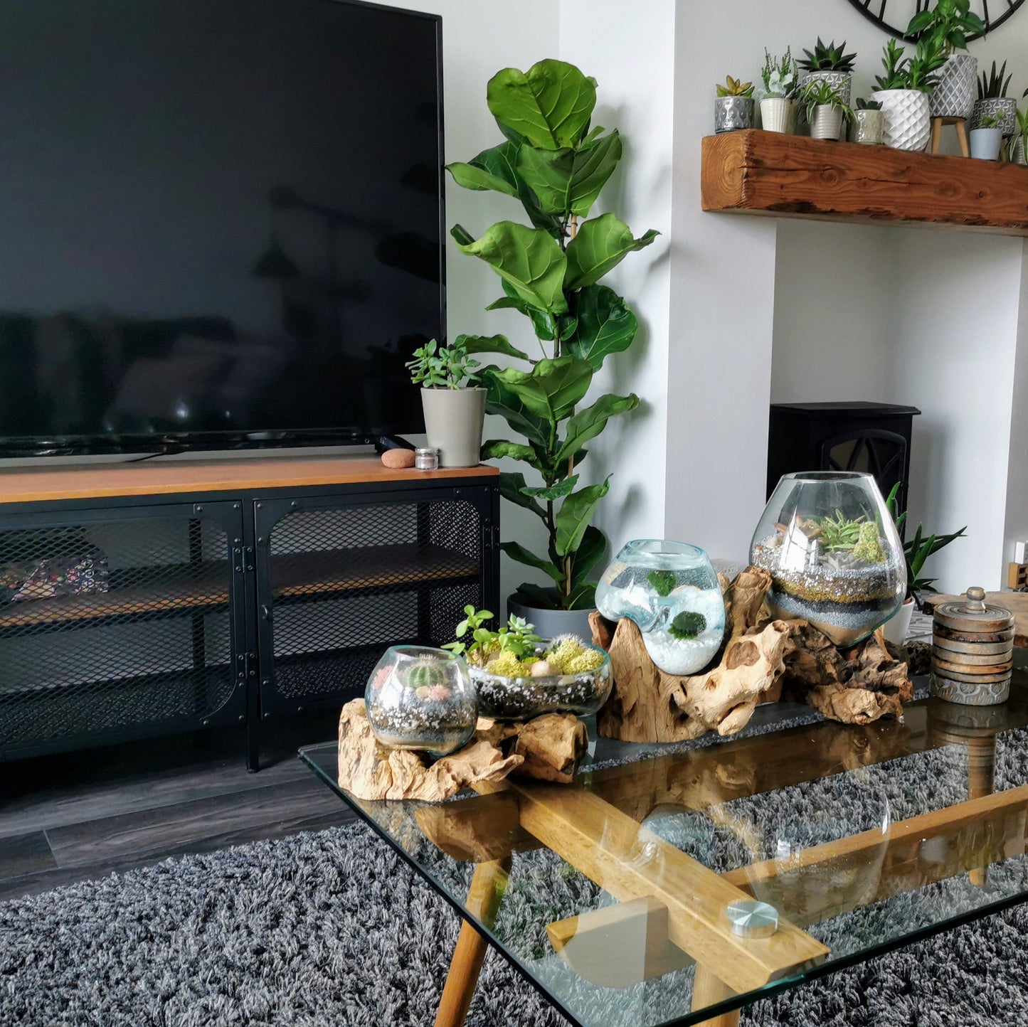 Large Wide Molten Glass Driftwood Air Plant Terrarium DIY Kit