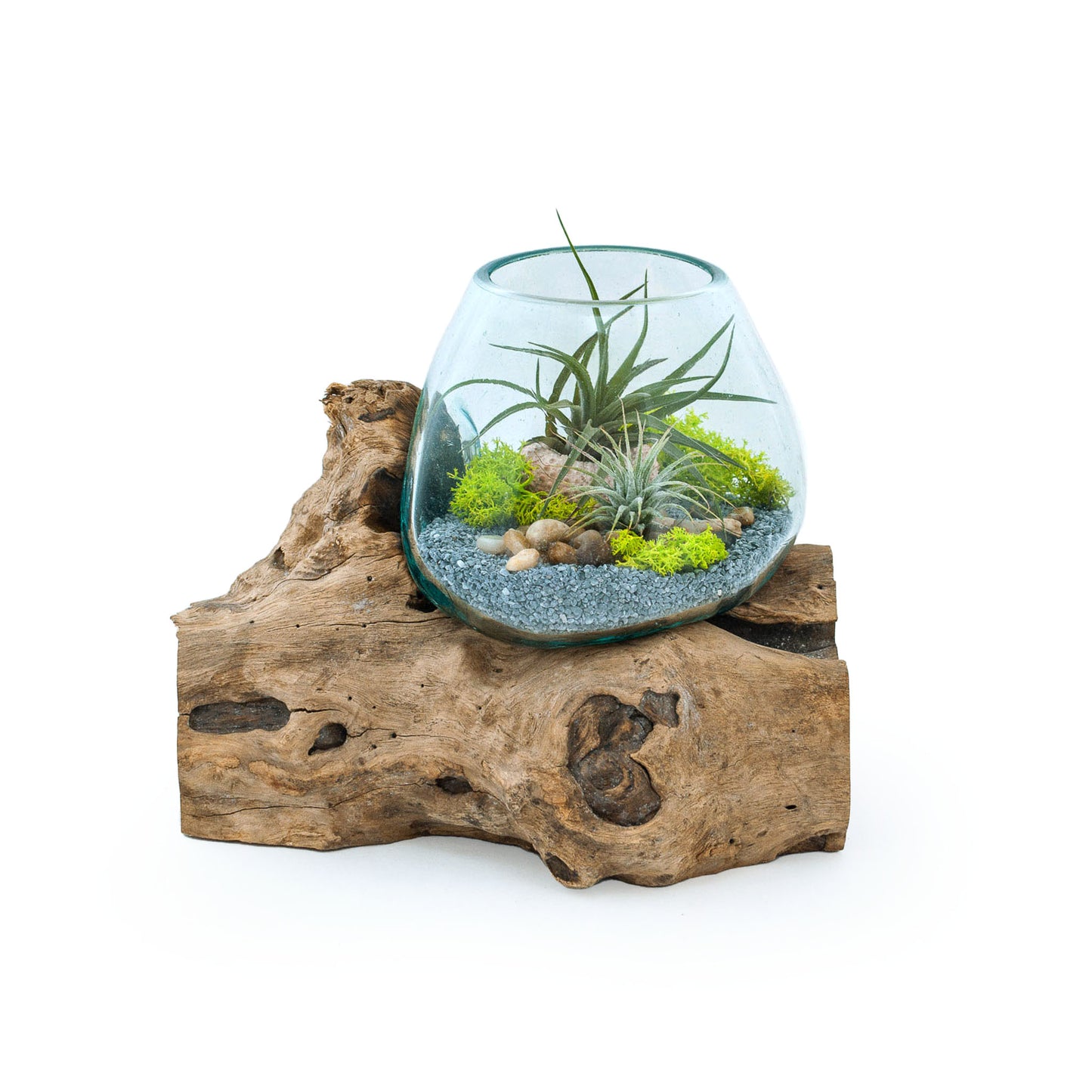 Large Tall Molten Glass Driftwood Air Plant Terrarium DIY Kit