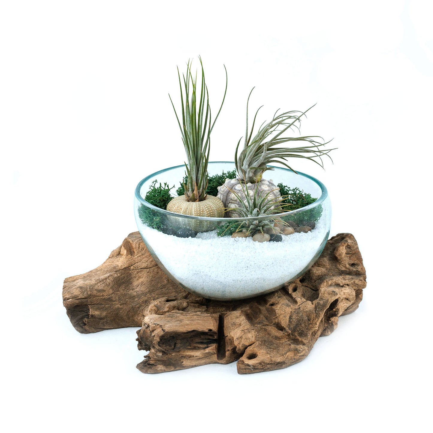 Large Wide Molten Glass Driftwood Air Plant Terrarium DIY Kit