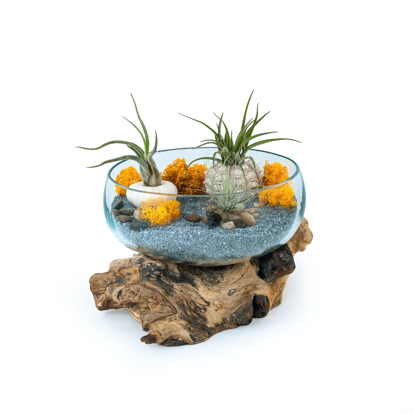 Large Wide Molten Glass Driftwood Air Plant Terrarium DIY Kit