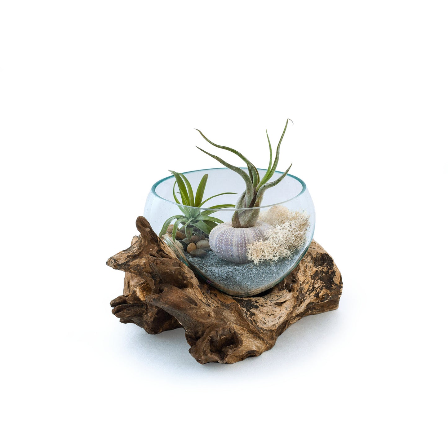 Medium Wide Molten Glass Driftwood Air Plant Terrarium DIY Kit