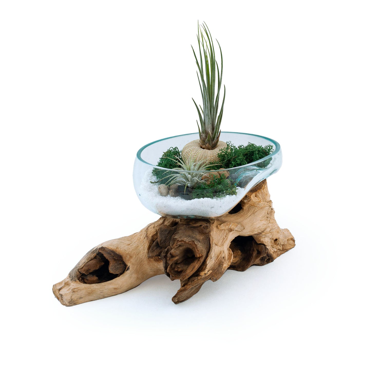 Medium Wide Molten Glass Driftwood Air Plant Terrarium DIY Kit