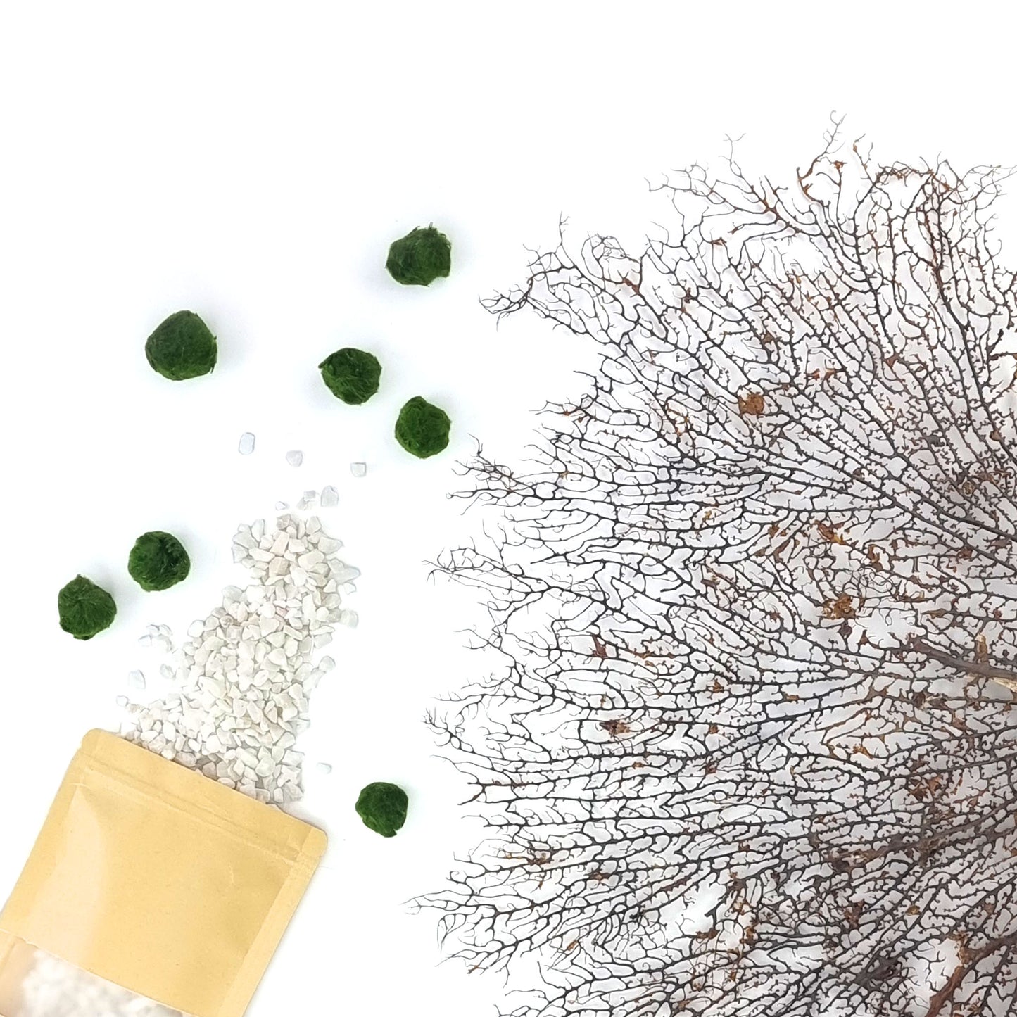 Marimo Moss Balls in glass brick with Gravel & dried Sea Fan Coral