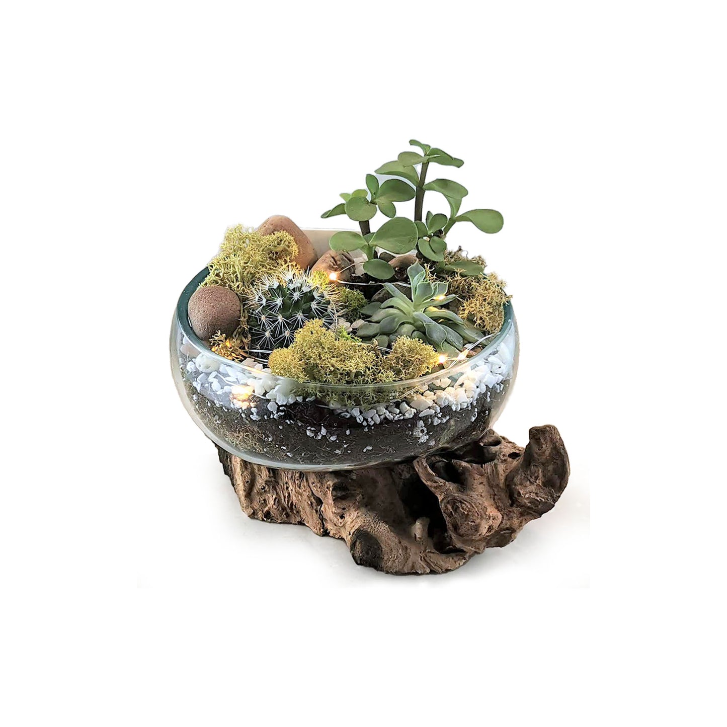 Molten Glass Driftwood Terrarium DIY Kit (Medium Wide)