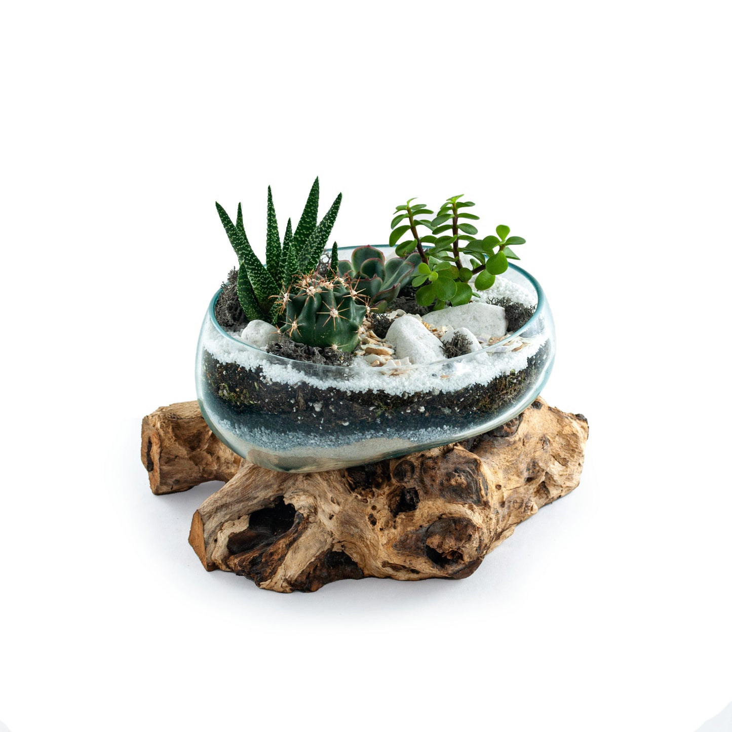 Molten Glass Driftwood Terrarium DIY Kit (Large Wide)