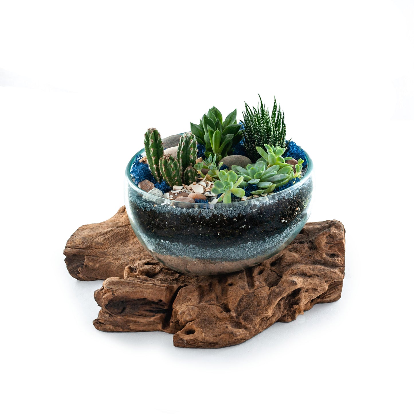 Molten Glass Driftwood Terrarium DIY Kit (Large Wide)