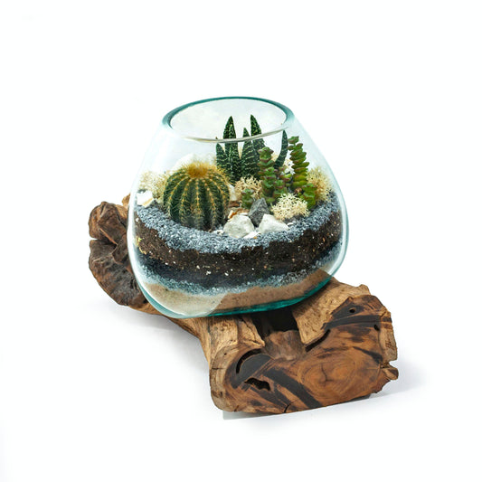 Molten Glass Driftwood Terrarium DIY Kit (Large Tall)