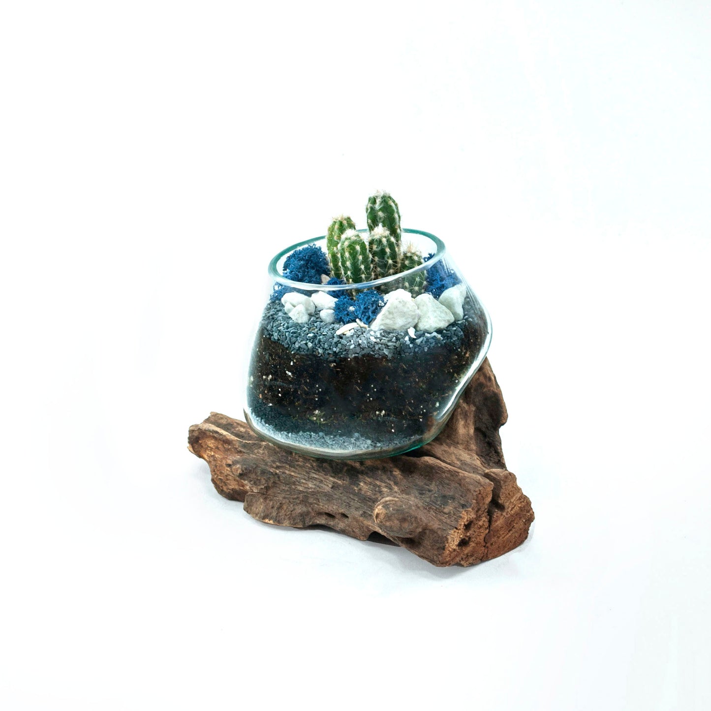 Molten Glass Driftwood Terrarium DIY Kit (Small Tall)