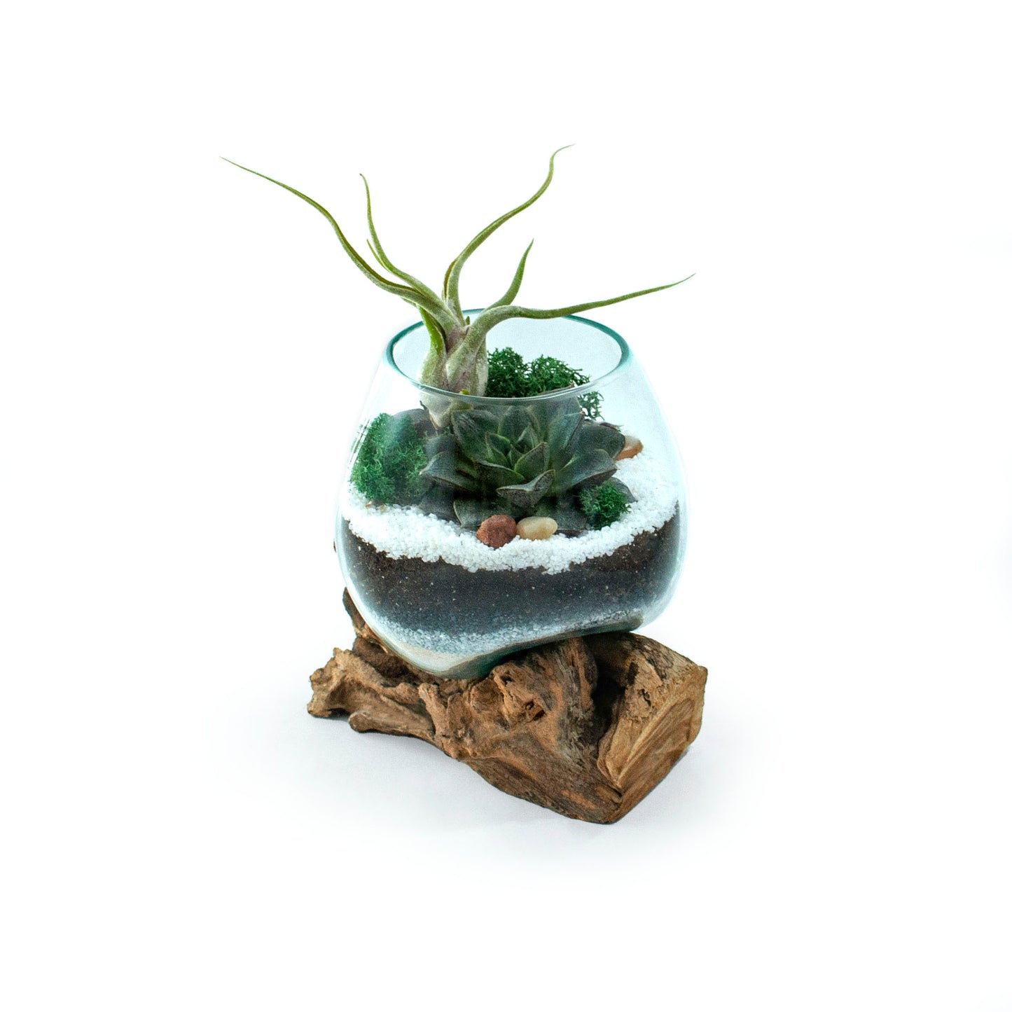 Molten Glass Driftwood Terrarium DIY Kit (Small Tall)