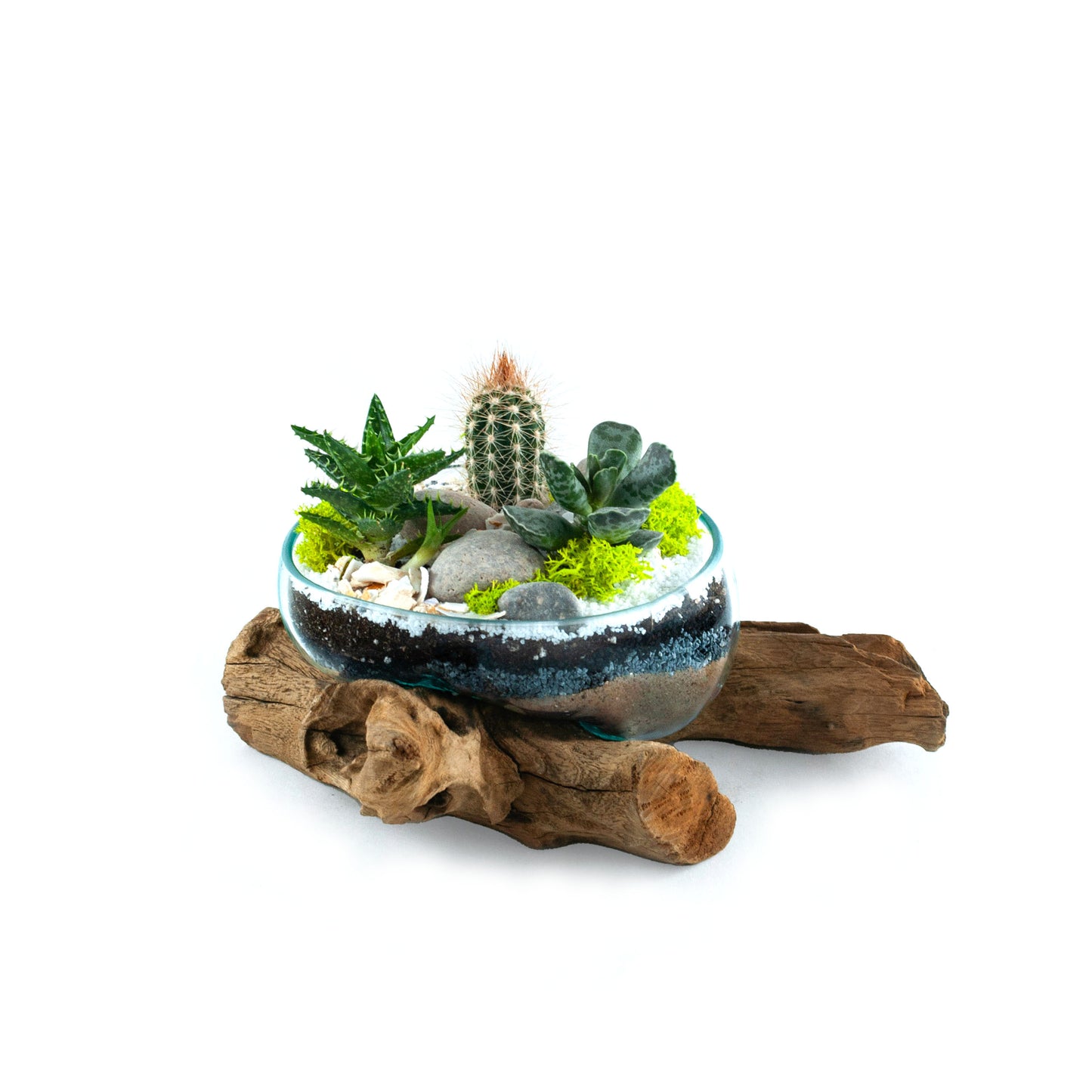 Molten Glass Driftwood Terrarium DIY Kit (Medium Wide)