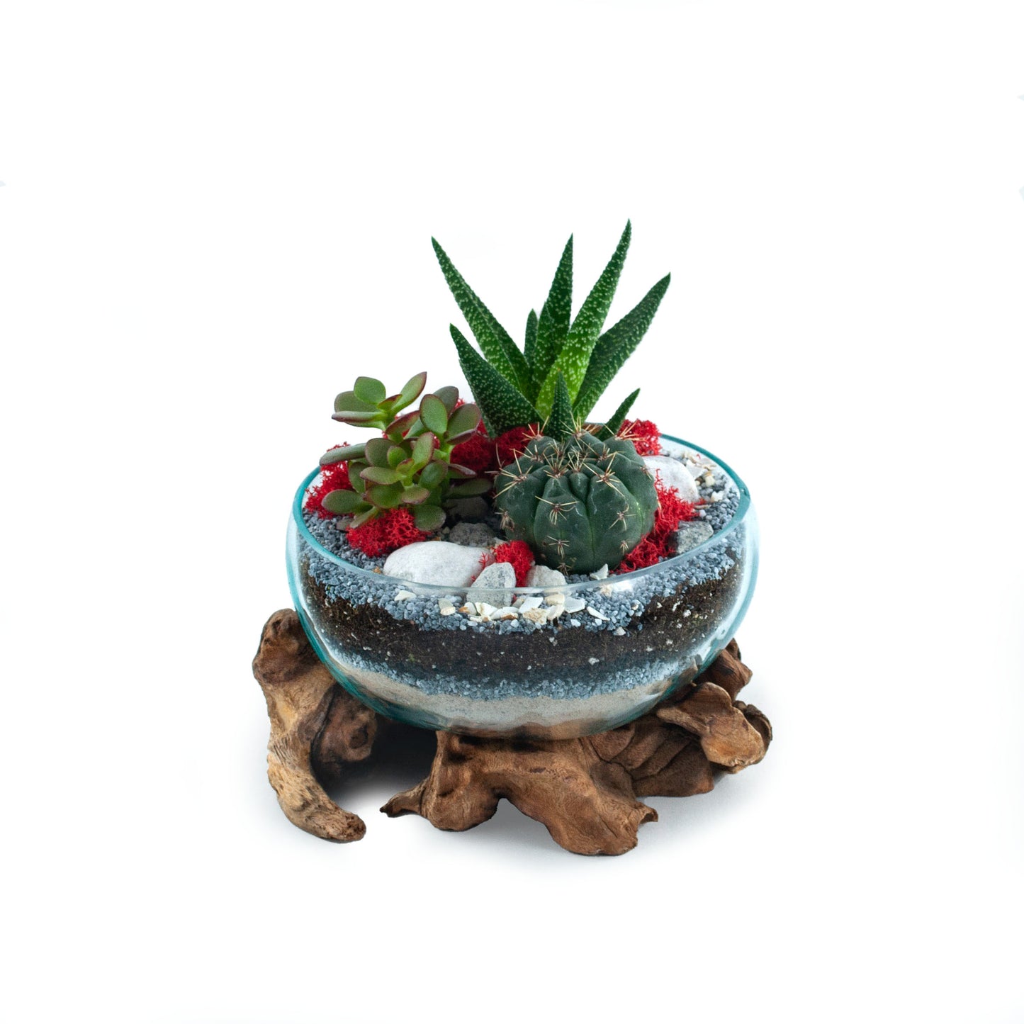 Molten Glass Driftwood Terrarium DIY Kit (Medium Wide)